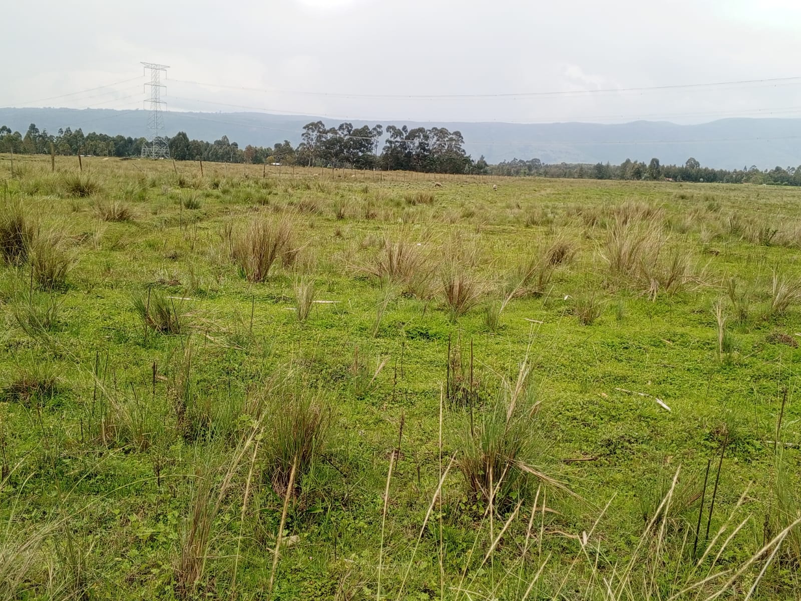 Image 3 of PRIME LAND FOR SALE IN NDEMI SCHEME